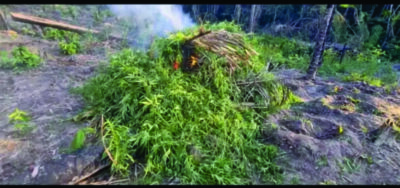 Polícia Civil localiza e destrói quase de 10 mil pés de maconha em Pedro do Rosário