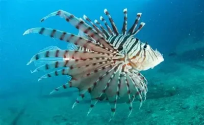 Peixe-leão é encontrado em parque marinho no MA e ameaça biodiversidade local