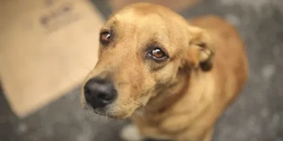 Município de São Luís é condenado a solucionar acúmulo de animais