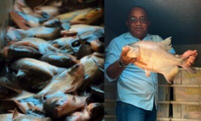 Prefeito Nivaldo Araújo inicia distribuição de peixes para famílias carentes de Alcântara