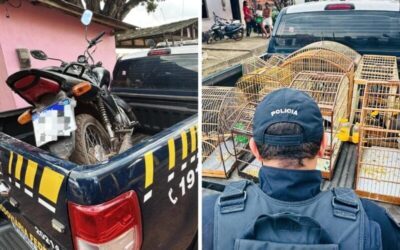 Grande operação da PRF no Maranhão resgata aves silvestres e recupera 11 veículos roubados
