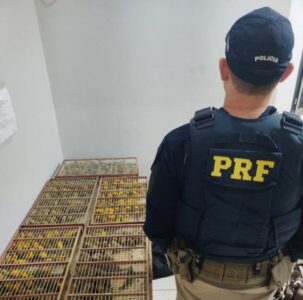Homem é preso por transportar 250 canários silvestres em condições cruéis na BR-230, no Pará