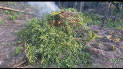 Polícia destrói plantações de 10 mil pés de maconha em Pedro do Rosário
