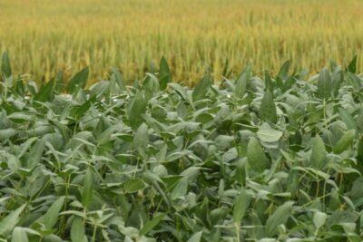 Produção de arroz e feijão recua no Brasil, enquanto soja e milho avançam nas lavouras