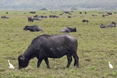 Promotoria pede bloqueio de contas de fazendeiro por ‘abandono’ de mil búfalos no Maranhão