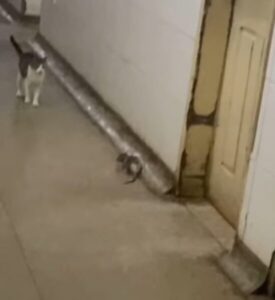 Caiu na net: Depois dos ratos nas feiras e mercados, agora ratos são mostrados nos hospitais de São Luís….