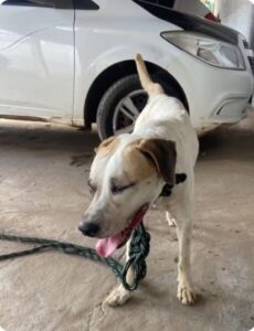 Homem é preso em flagrante por maus-tratos contra cachorro no MA