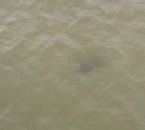 Tubarões são vistos na Praia do Calhau, em São Luís; banhistas são alertados pelo CTA