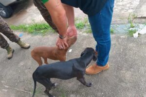 Polícia realiza ação de combate ao crime de maus-tratos contra animais em São Luís