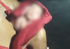 Criança recém-nascida é abandonada em caixa de papelão em Paço do Lumiar