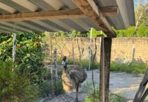 Sete animais, incluindo ave australiana, são apreendidos em cativeiro irregular na Raposa