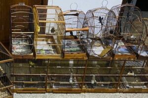 Mais de 1.300 animais silvestres foram capturados na região metropolitana de São Luís