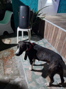 Dona faz apelo por cachorro fujão