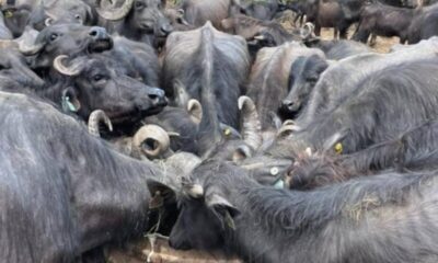 Em Parnarama, fazendeiro é acionado por abandono de búfalos