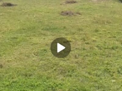 ABSURDO: Secretário de Esportes convida jogadores para limpar o campo de futebol em Turiaçu