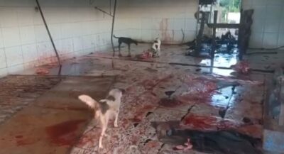 Matadouro Público funciona em péssimas condições na cidade de Turiaçu