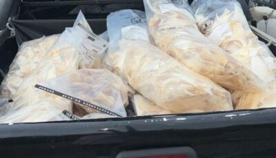 Polícia Civil do Maranhão apreende 75kg de cartilagens de barbatanas que seriam enviadas para China e outros países asiáticos