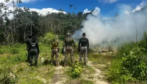 Mais de 36 mil pés de maconha são erradicados em primeiro dia de operação das forças especiais de segurança nas regiões do Gurupi e do Turi