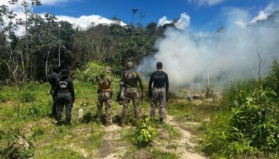 Mais de 36 mil pés de maconha são erradicados em primeiro dia de operação das forças especiais de segurança nas regiões do Gurupi e do Turi