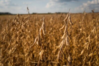 Soja e milho respondem por 90% da produção agrícola do Maranhão