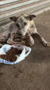 URGENTE! OAB DE PINHEIRO ENTRA COM PEDIDO LIMINAR NA JUSTIÇA CONTRA O MUNICÍPIO SOBRE A SITUAÇÃO DE CÃES E GATOS EM SITUAÇÃO DE RUA EM PINHEIRO