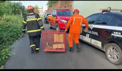 Forças de segurança resgatam cinco iguanas que estavam presas em piscina seca em São Luís