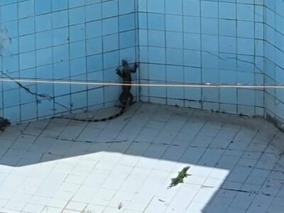 Após denúncias, iguanas foram resgatadas de piscina seca, no bairro do Calhau