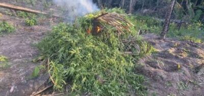 Polícia Civil erradica roça com 10 mil pés de maconha e prende três em Pedro do Rosário