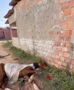 Cavalo é cruelmente  abandonado em Barreirinhas: População indignada cobra providências