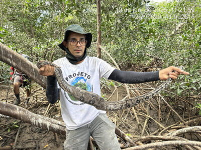 Ação ambiental protege os guarás e preserva o turismo ecológico em Araioses (Vídeo)