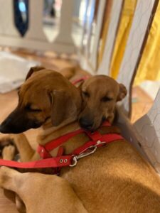 Feira de Adoção no Rio Anil Shopping oferece vacinação antirrábica gratuita