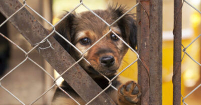 Parceria entre a Vara de Interesses Difusos e Coletivos e UEMA possibilita castração de animais abandonados