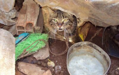 Homem é condenado por maltratar um filhote de gato até a morte