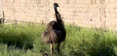 Animais silvestres são apreendidos em operação policial na Raposa; ave nativa da Austrália está entre os capturados