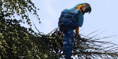 Araras-canindés são introduzidas ao RJ mais de 200 anos após extinção