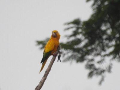 Suzano reforça compromisso ambiental com corredores ecológicos na Amazônia