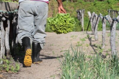 Banco do Nordeste supera R$ 1 bilhão para agricultura familiar pela primeira vez no Maranhão