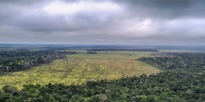 Florestas públicas não destinadas correm risco de grilagem