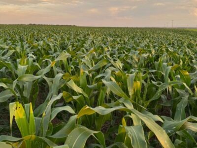 Maranhão lidera produção de milho no Nordeste e desponta no agronegócio nacional, aponta Etene