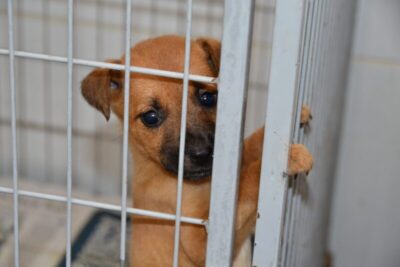 Novo Código Civil deve reconhecer que animais são seres com sentimentos e direitos