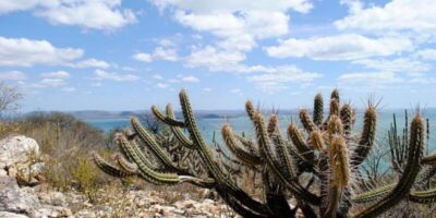 Caatinga já perdeu 40% da vegetação nativa por causa da ação humana