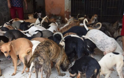 Ossada humana é encontrada em casa de idosa com mais de 100 cães em São Luís