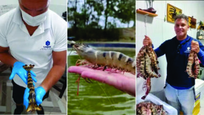 Pesquisa da UEMA destaca espécie de camarão com alto valor comercial que pode impulsionar a aquicultura no MA