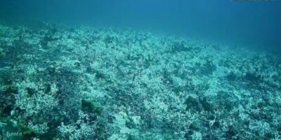 Costa dos Corais entre AL e PE está virando cemitério submerso