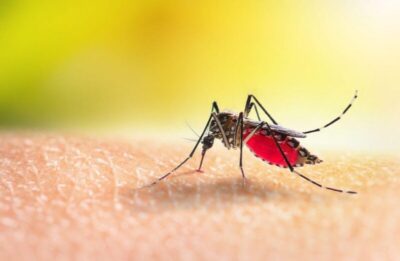 Casos de dengue em Imperatriz registra redução em 92% nos primeiros 5 meses de 2025