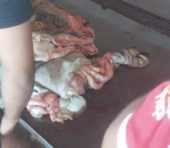 SANTA HELENA DENÚNCIA: Funcionários com salários atrasados e carne é transportada irregular no Matadouro de Santa Helena