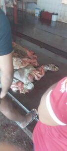 DENÚNCIA: Funcionários com salários atrasados e carne é transportada irregular no Matadouro de Santa Helena