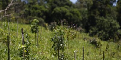 Editais têm R$ 150 milhões para reflorestar assentamentos na Amazônia