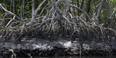 Projeto leva estudantes ao maior manguezal contínuo do planeta