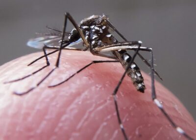 Brasil chega à marca de meio milhão de casos prováveis de dengue e 75 mortes confirmadas